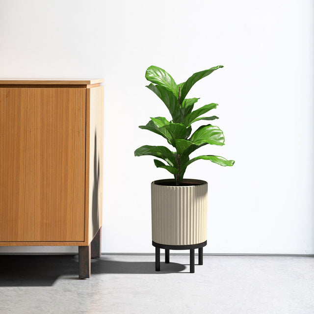 demi raised twelve planter
