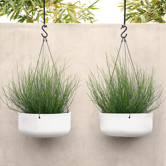 mason hanging kona bowl planter