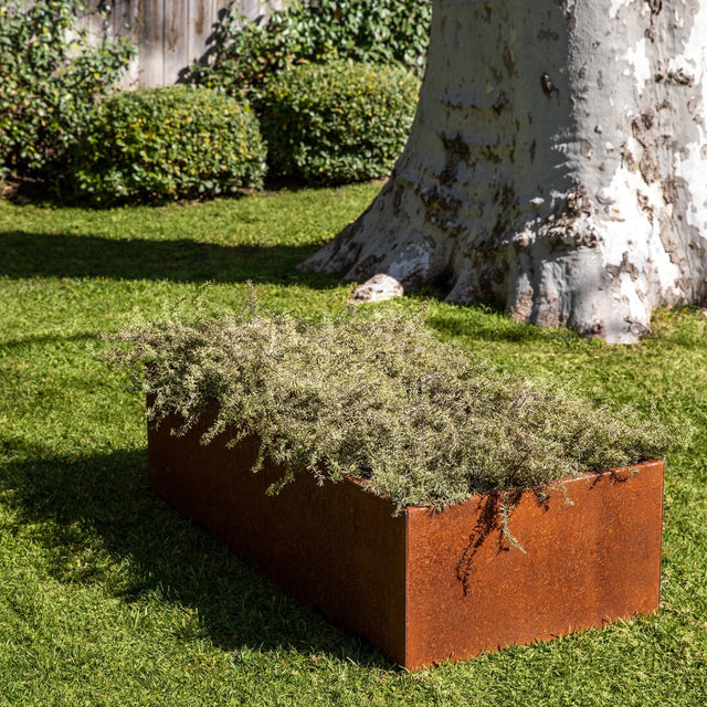 corten garden bed planter
