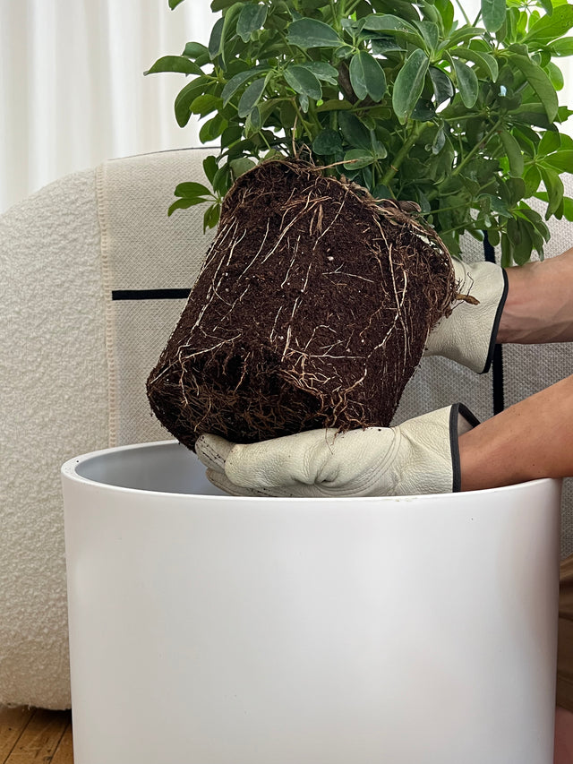 plant parent 101: new plants & repotting