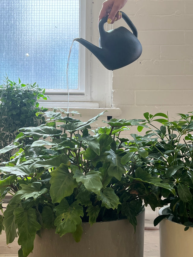 plant parent 101: watering