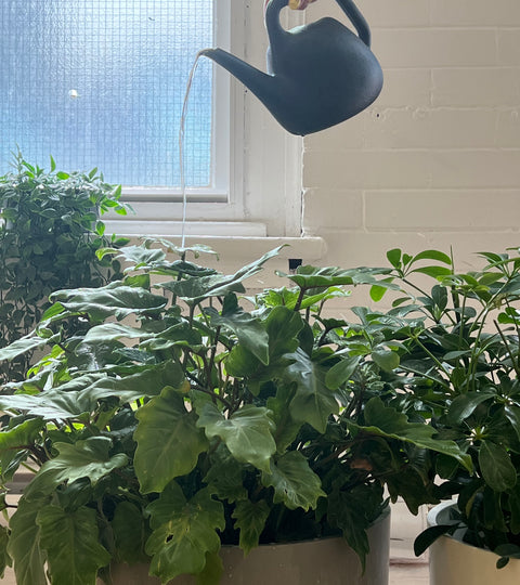 plant parent 101: watering