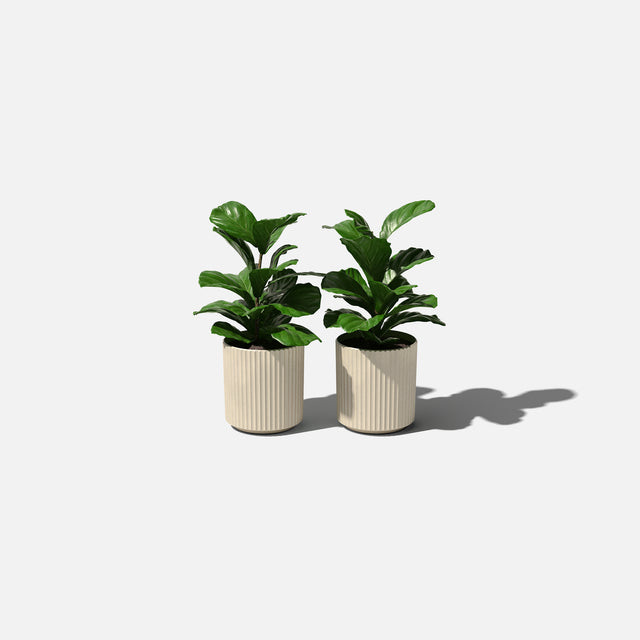 demi planter