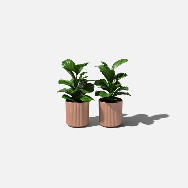 demi planter