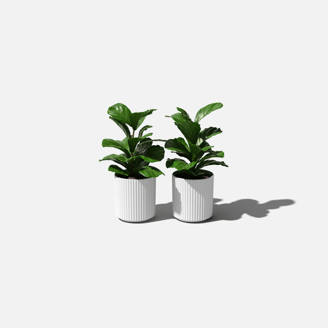 demi planter