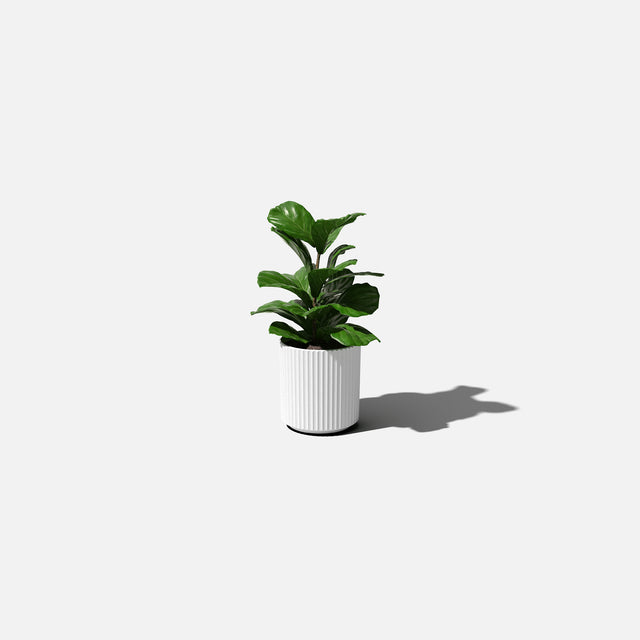 demi planter