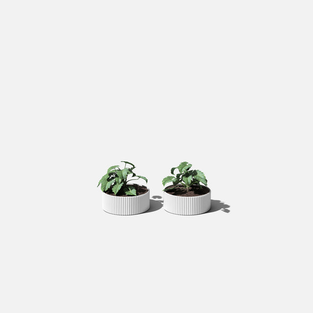 mod bowl planter duo