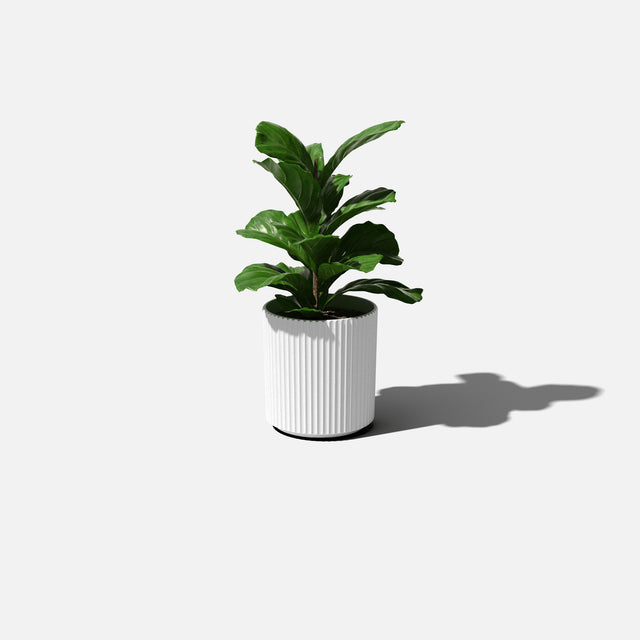 demi planter