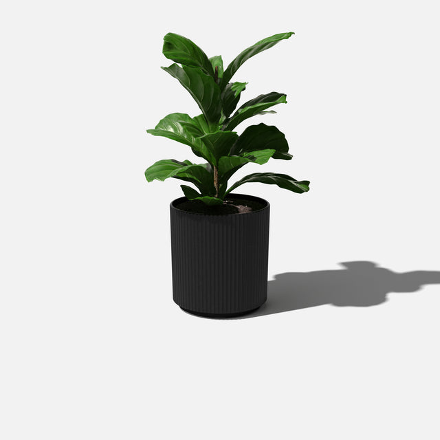 demi planter