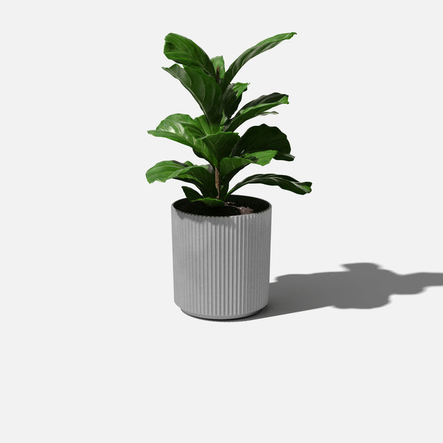 demi planter