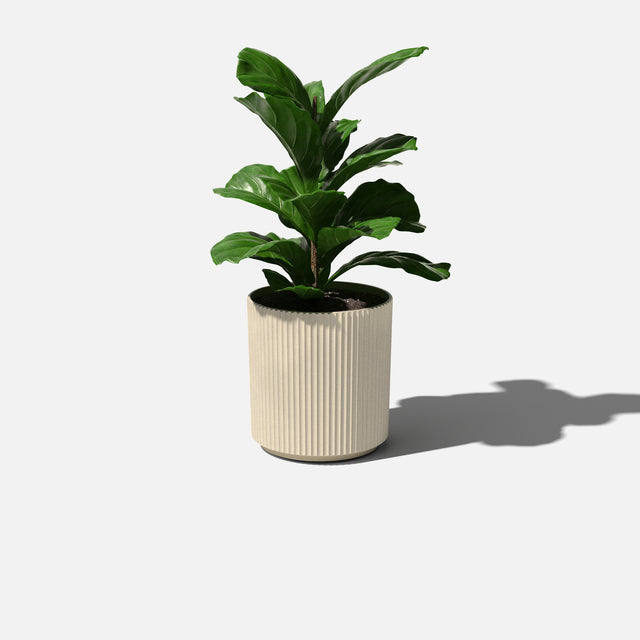 demi planter