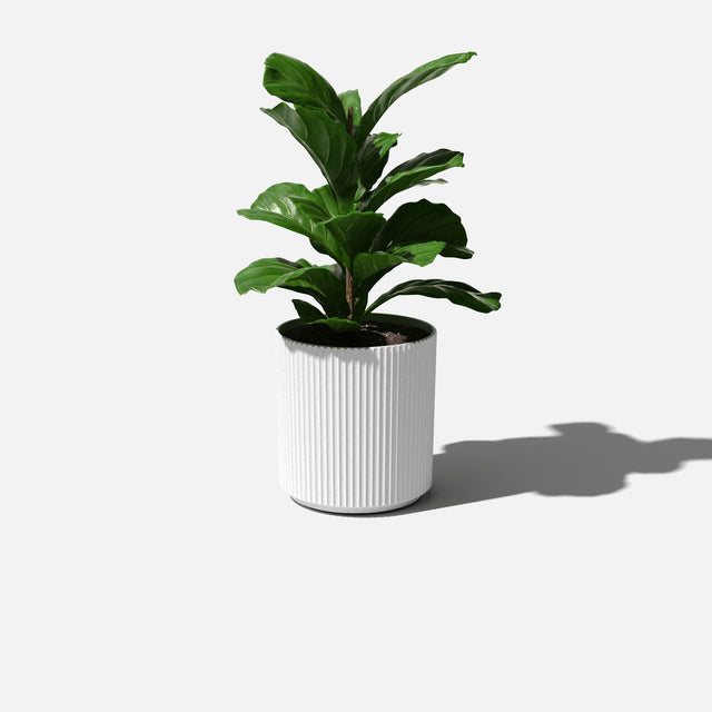 demi planter